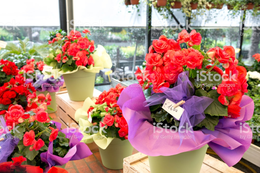 Flower shopping